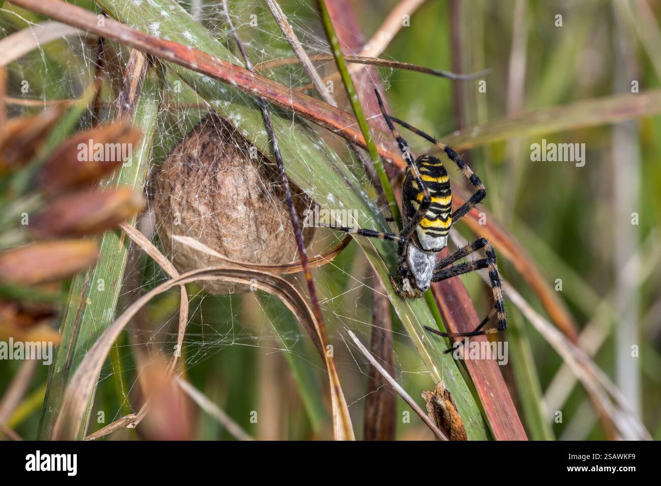 Wespenspinne; Argiope bruennichi; Ei Cocoon; Großbritannien Stockfoto