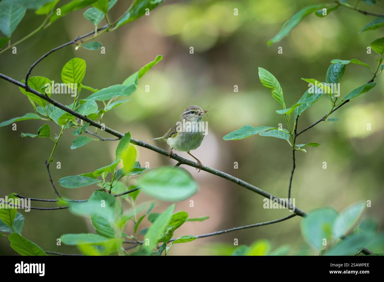 Willow Warbler; Phylloscopus trochilus; with Food; UK Stockfoto