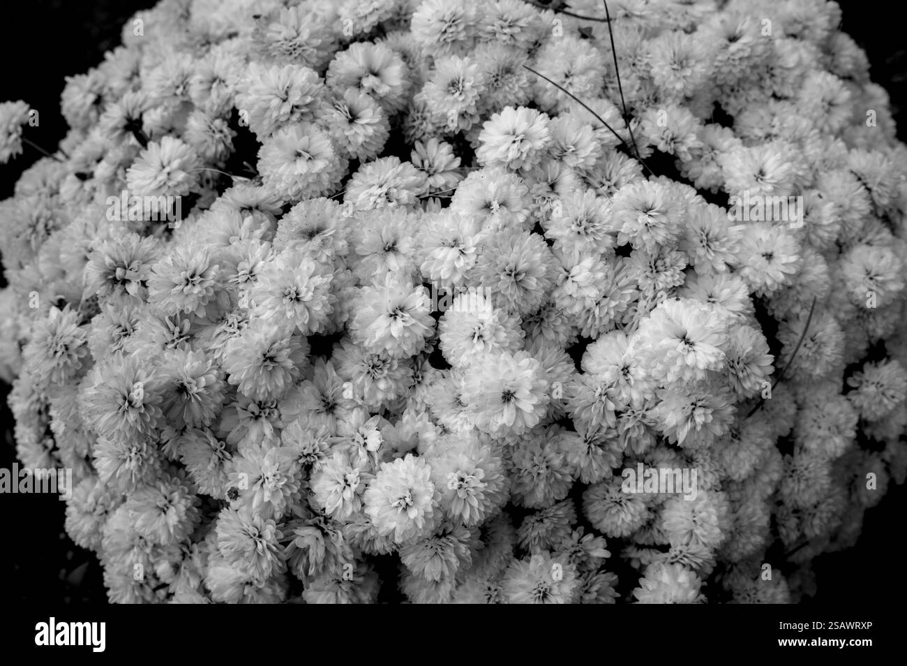 Schwarz-weiße Blumenstrauß Stockfoto