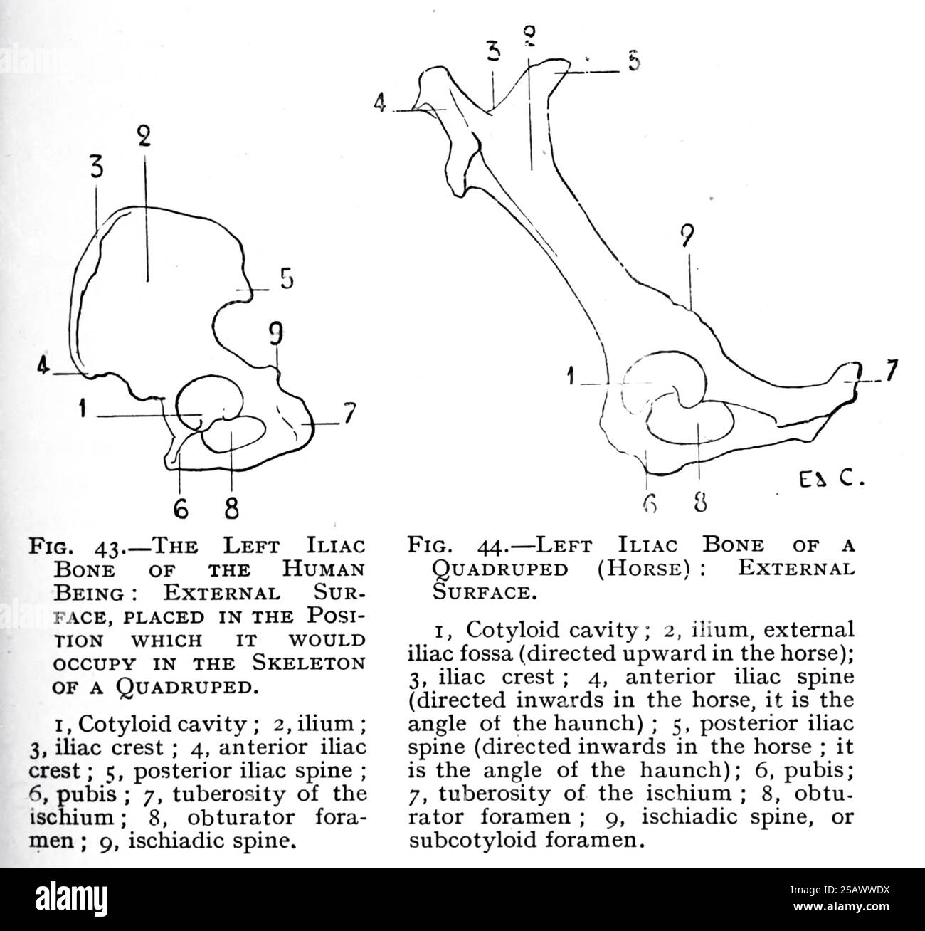 DER LINKE BECKENKNOCHEN DES MENSCHEN und Ein VIERBEINIGES PFERD aus der künstlerischen Anatomie der Tiere von Edouard Cuyer, George Haywood, veröffentlicht 1905 Stockfoto