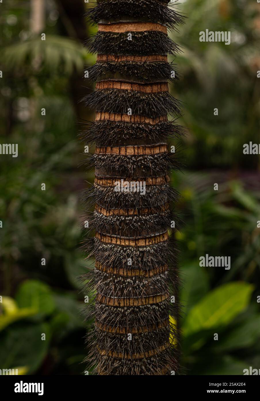 Nahaufnahme eines stacheligen Palmenstamms. Stacheliger Dschungelbaum Stockfoto