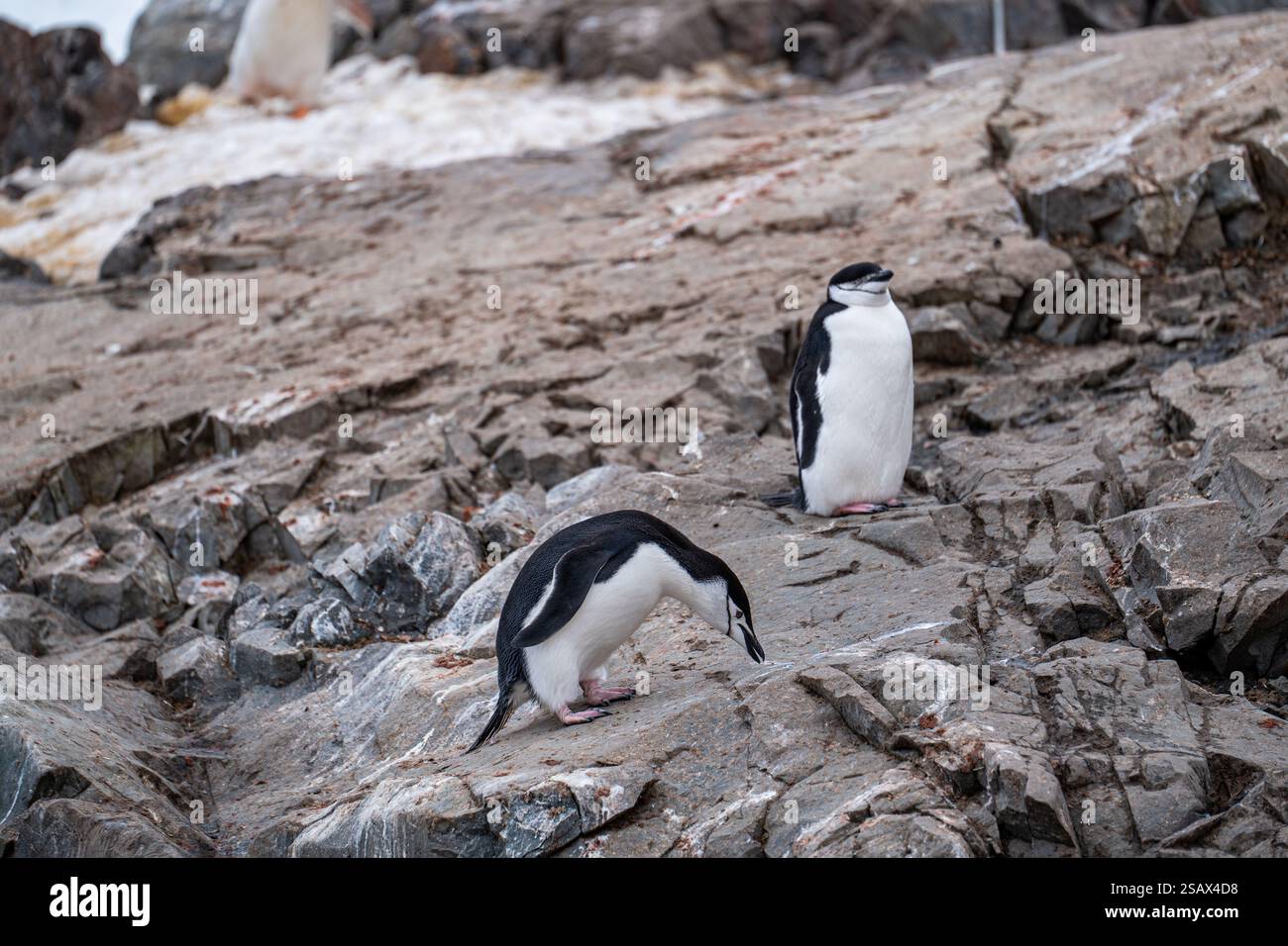 Chinstrap Pinguin (Pygoscelis antarcticus) in der Antarktis. Wild n Stockfoto