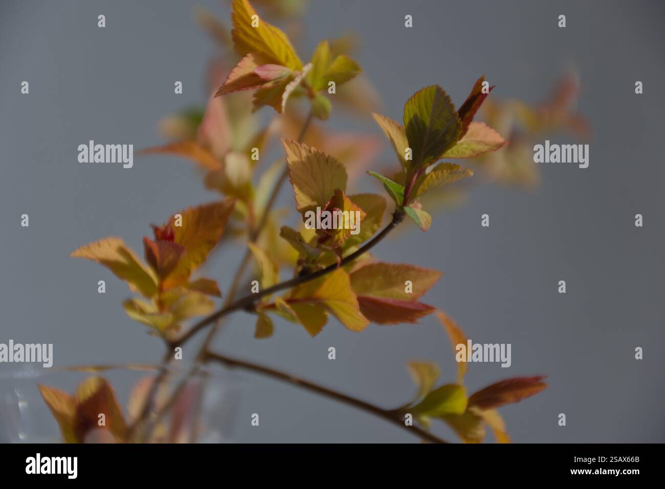Rote und gelbe Blattknospen in einer Glasvase Stockfoto
