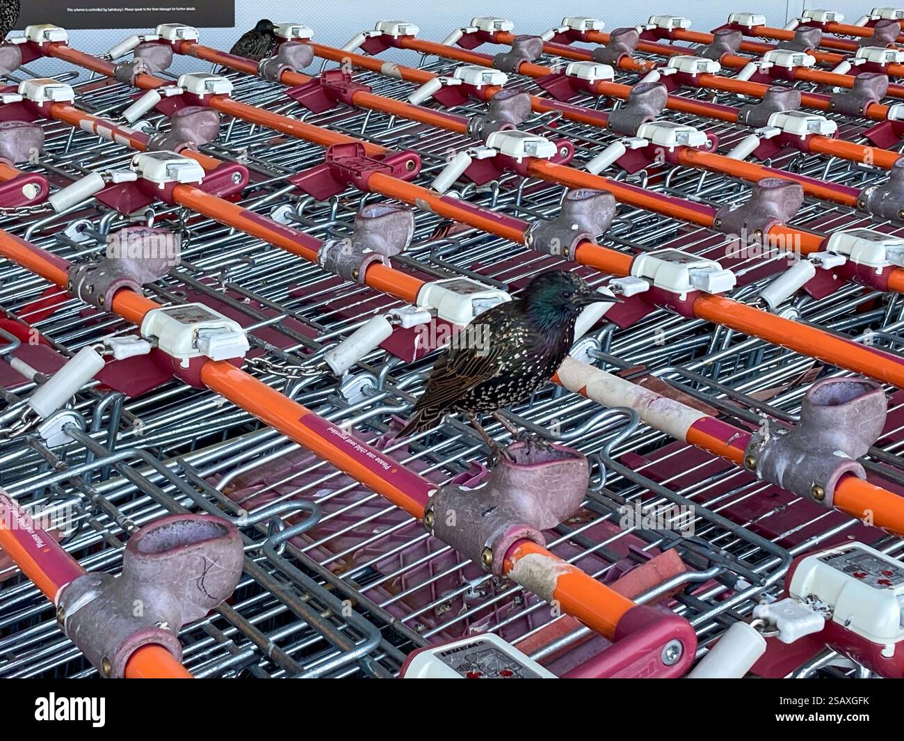 Nahaufnahme eines Starlings, der auf einer Gruppe von gestapelten Metall-Einkaufswagen sitzt, vor Sainsburys Megastore in Bell Green, Sydenham, - Smartphone-aufgenommenes Stockfoto