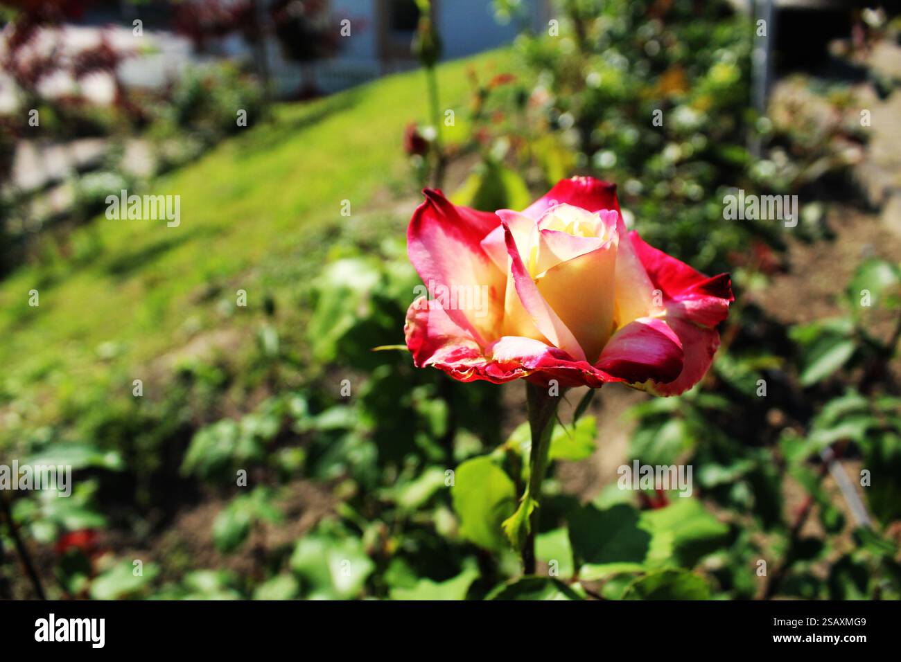 Zweifarbige Rose während der Blütezeit. Wachsende Rosenblüten. Stockfoto