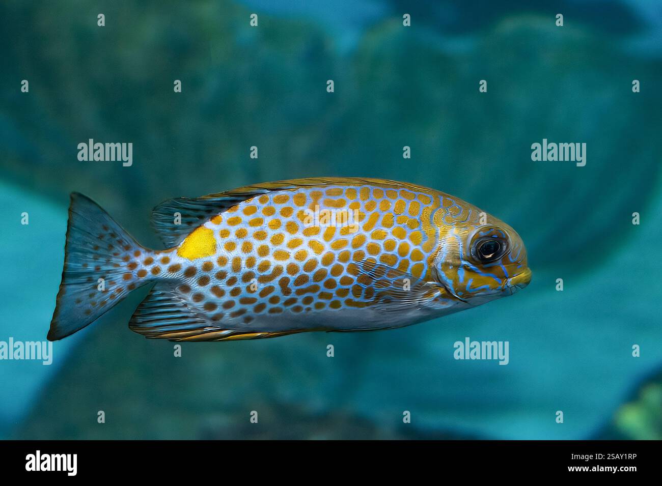 Goldlined Spinefoo oder Spinefoot Deepbody, Siganus guttatus, Siganidae, Phuket Aquarium, Thailand, Asien Stockfoto