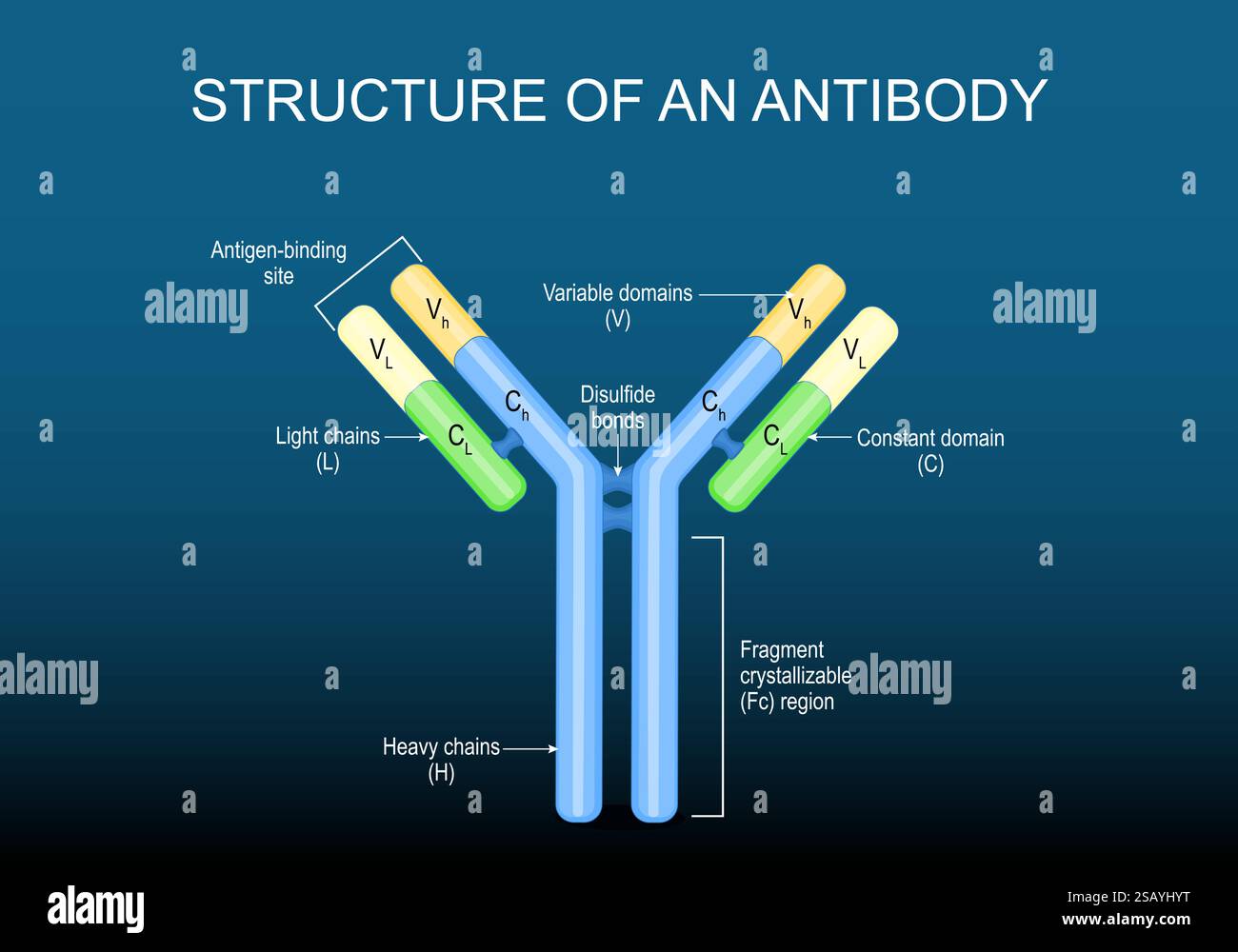 Zur Struktur des Antikörpermoleküls. Immunglobulin-Anatomie. Humorale Immunität. Monoklonale Antikörper. Immuntherapie. Autoantikörper. Vektorabbildung. Stock Vektor