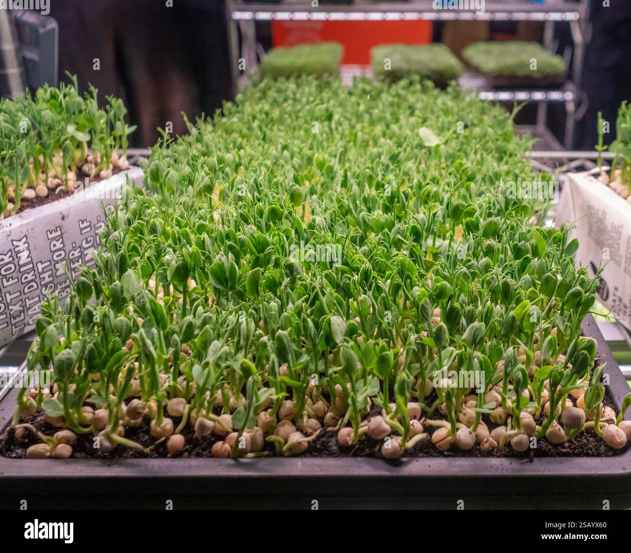 Erbsenkeimlinge, die in Kunststoffschalen und recycelten tetra-Paks wachsen. Stockfoto