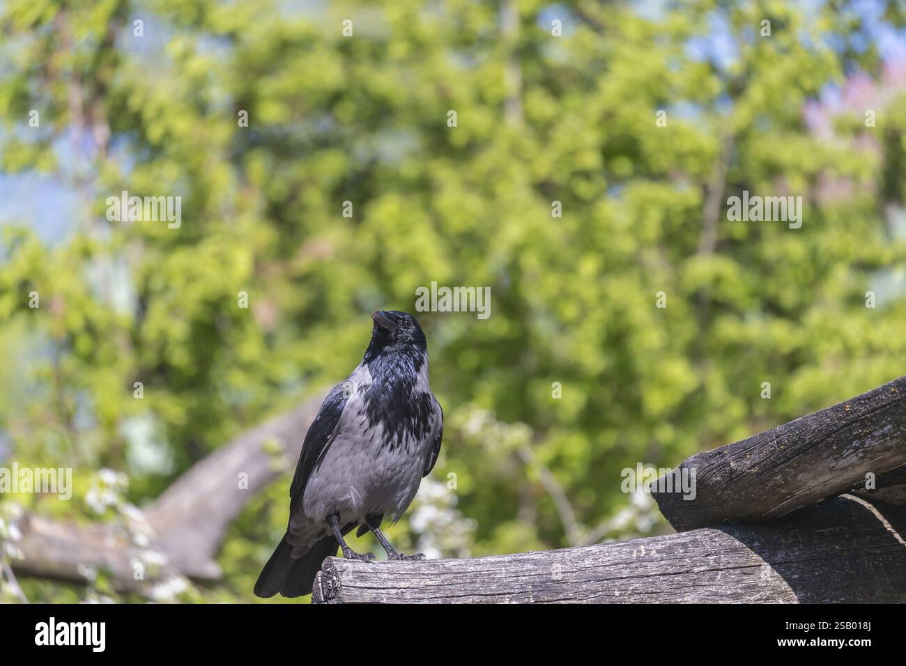 Eine Krähe mit Kapuze (Corvus cornix), die auf einem Zweig eines Baumes im hellen Sonnenlicht sitzt und grüne Vegetation im Hintergrund hat Stockfoto
