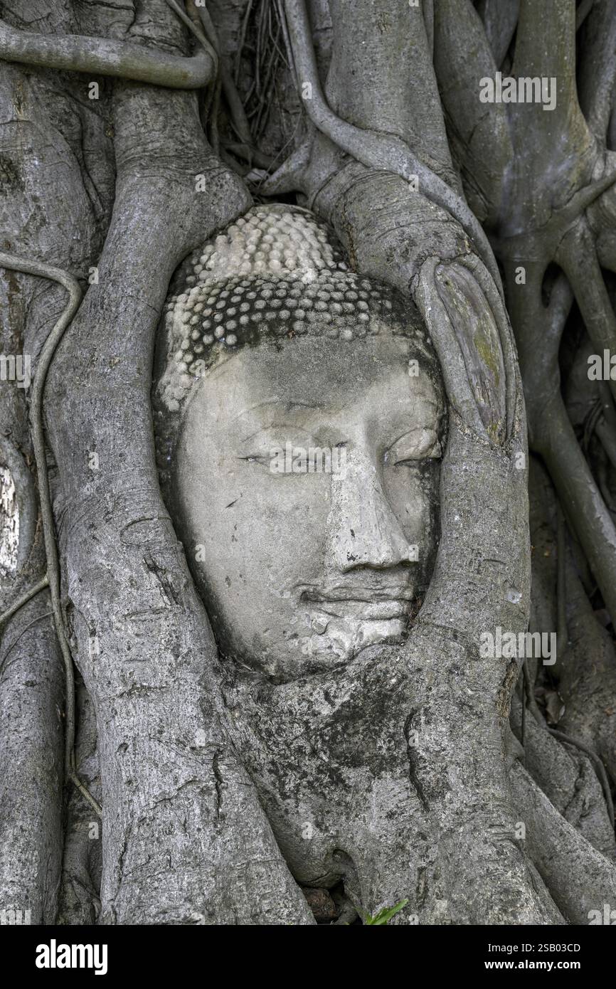 Sandstein-Buddha-Kopf am Fuße eines Bodhi-Baumes im Wat Mahathat, Tempel des Großen und Heiligen Reliefs, Ayutthaya, Provinz Ayutthaya, Thailand, Asien Stockfoto