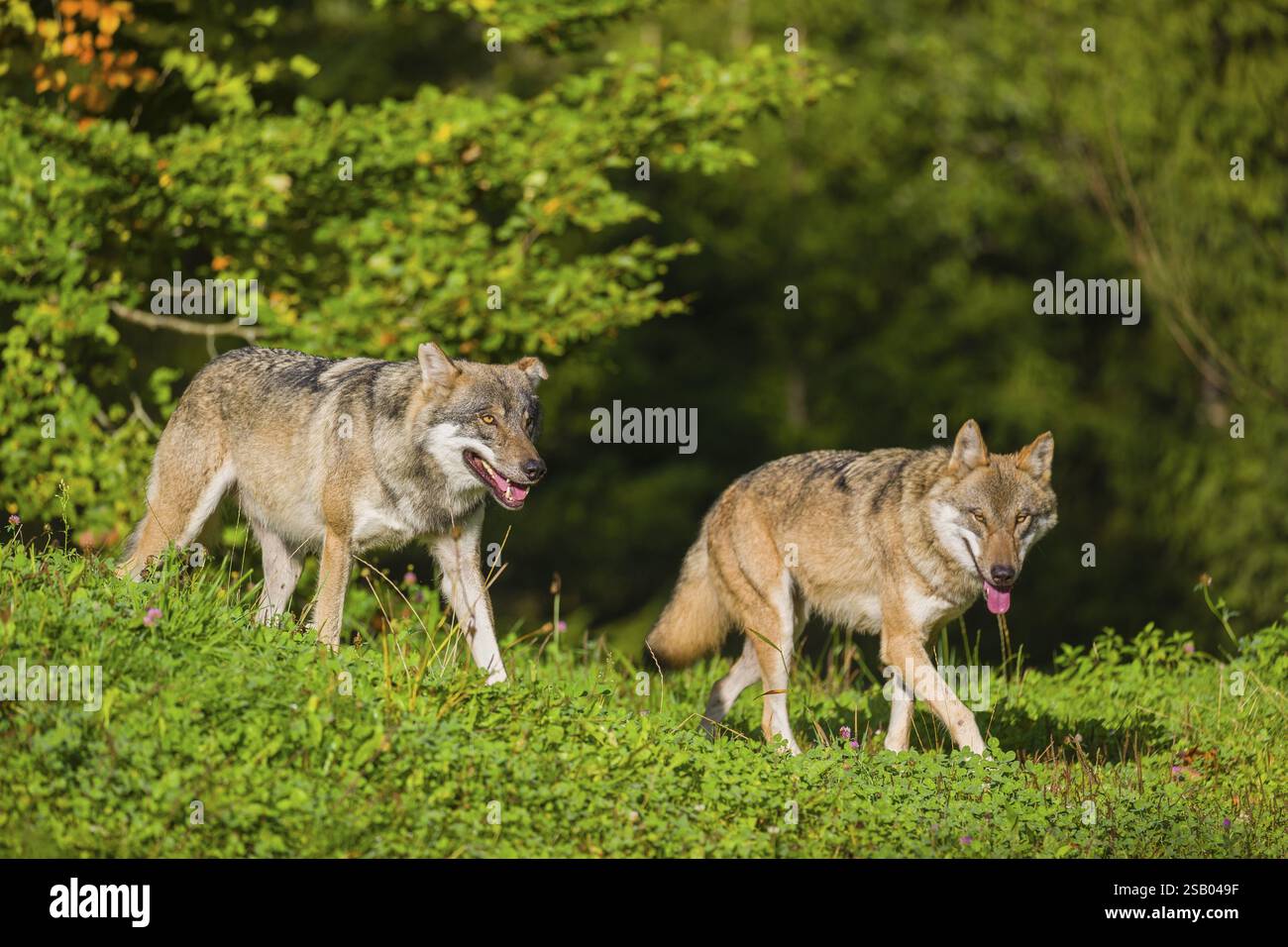 Zwei eurasische Grauwölfe (Canis Lupus Lupus) laufen über eine Wiese auf einem Hügel. Licht am frühen Morgen Stockfoto