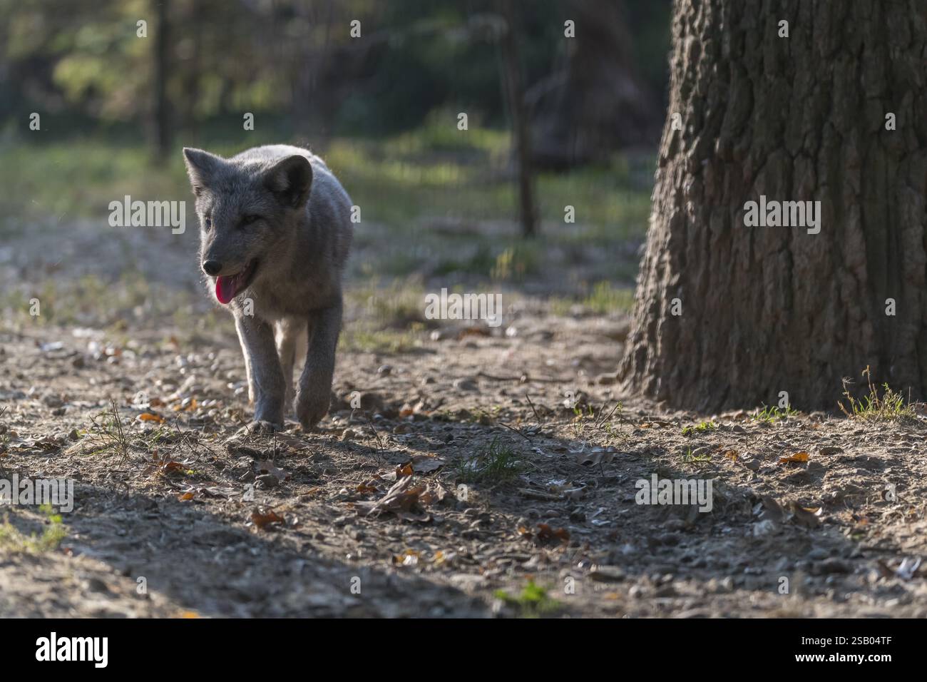 Ein junger Polarfuchs (Vulpes lagopus), (Weißfuchs, Polarfuchs oder Schneepuchs), der an einem sonnigen Tag bei Hinterleuchtung auf die Kamera zuläuft. Andere Stockfoto