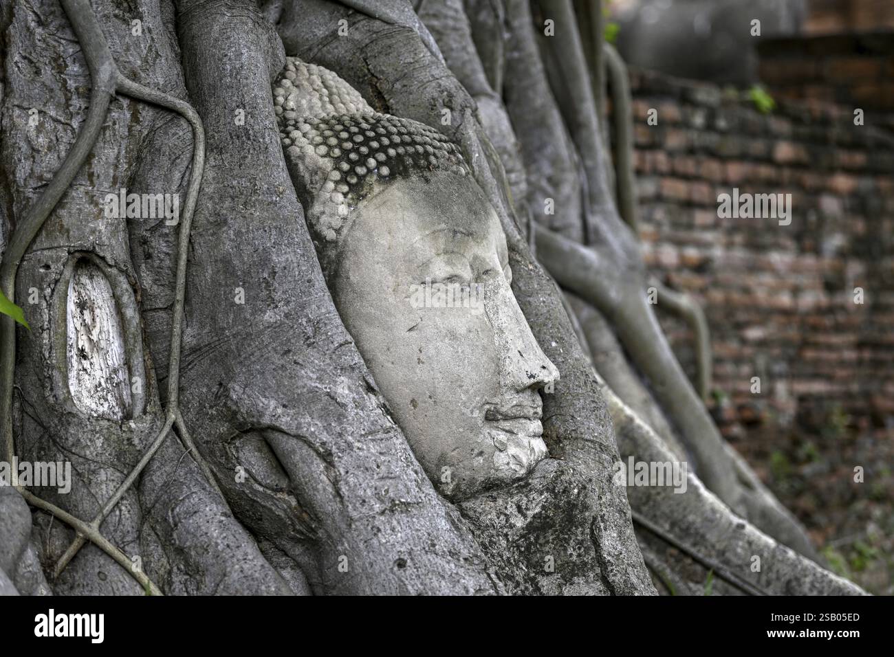 Sandstein-Buddha-Kopf am Fuße eines Bodhi-Baumes im Wat Mahathat, Tempel des Großen und Heiligen Reliefs, Ayutthaya, Provinz Ayutthaya, Thailand, Asien Stockfoto