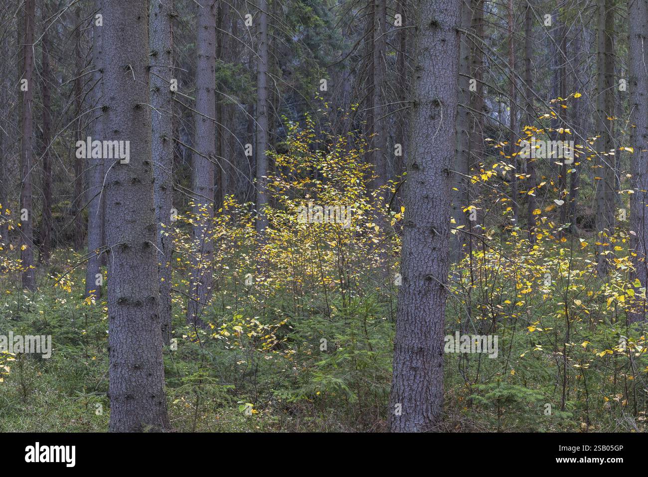 Herbstlicher Wald bei AdrTpach-Teplice Rocks an einem sonnigen Herbsttag, Dolni AdrTpach, 549 57 Adersbach, CZ Stockfoto