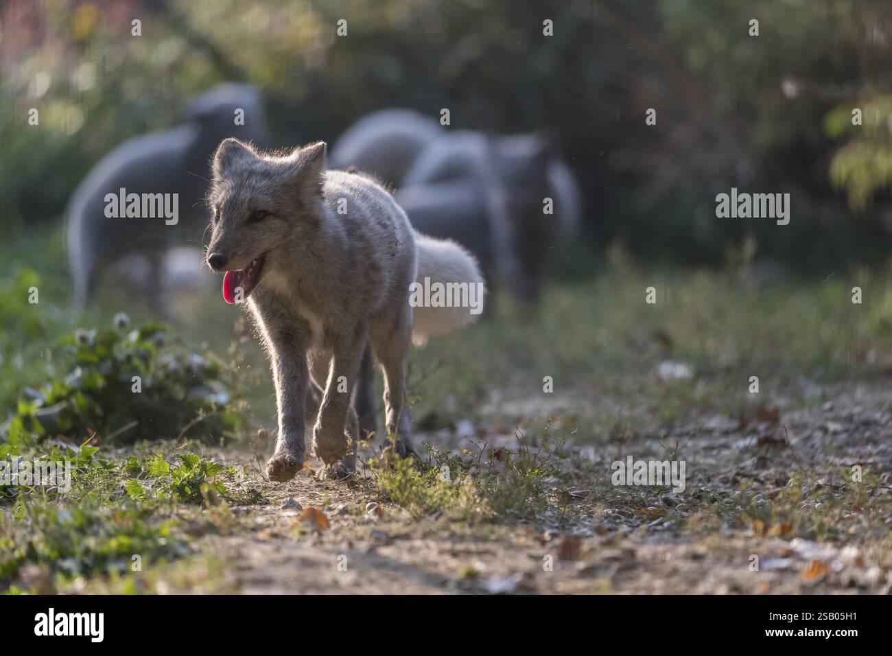 Ein junger Polarfuchs (Vulpes lagopus), (Weißfuchs, Polarfuchs oder Schneepuchs), der an einem sonnigen Tag bei Hinterleuchtung auf die Kamera zuläuft. Andere Stockfoto