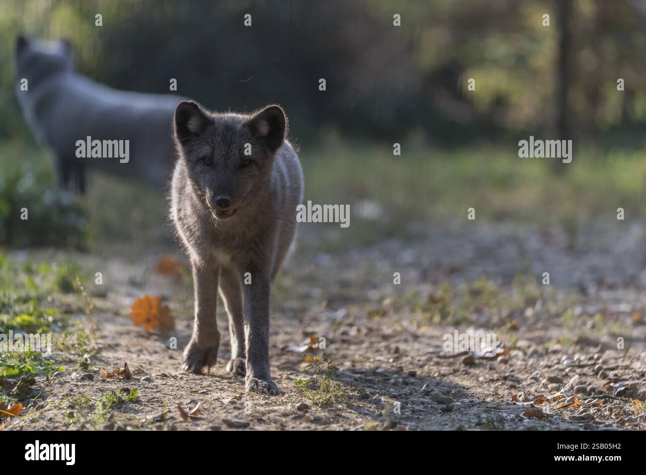 Ein junger Polarfuchs (Vulpes lagopus), (Weißfuchs, Polarfuchs oder Schneepuchs), der an einem sonnigen Tag bei Hinterleuchtung auf die Kamera zuläuft. Andere Stockfoto