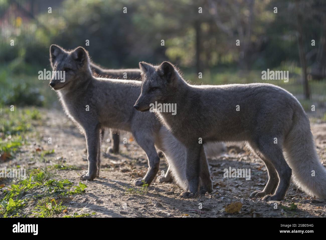Ein junger Polarfuchs (Vulpes lagopus), (Weißfuchs, Polarfuchs oder Schneepuchs) steht an einem sonnigen Tag seitlich zur Kamera bei Hinterleuchtung. Einige OT Stockfoto