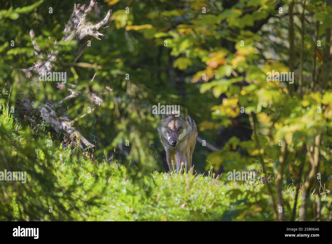 Ein eurasischer Grauwolf (Canis Lupus Lupus) läuft über eine Wiese auf einem Hügel. Licht am frühen Morgen Stockfoto