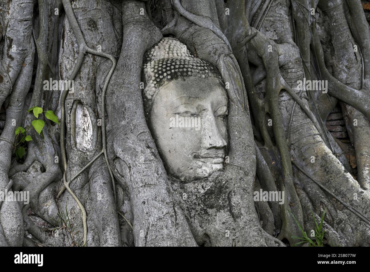 Sandstein-Buddha-Kopf am Fuße eines Bodhi-Baumes im Wat Mahathat, Tempel des Großen und Heiligen Reliefs, Ayutthaya, Provinz Ayutthaya, Thailand, Asien Stockfoto