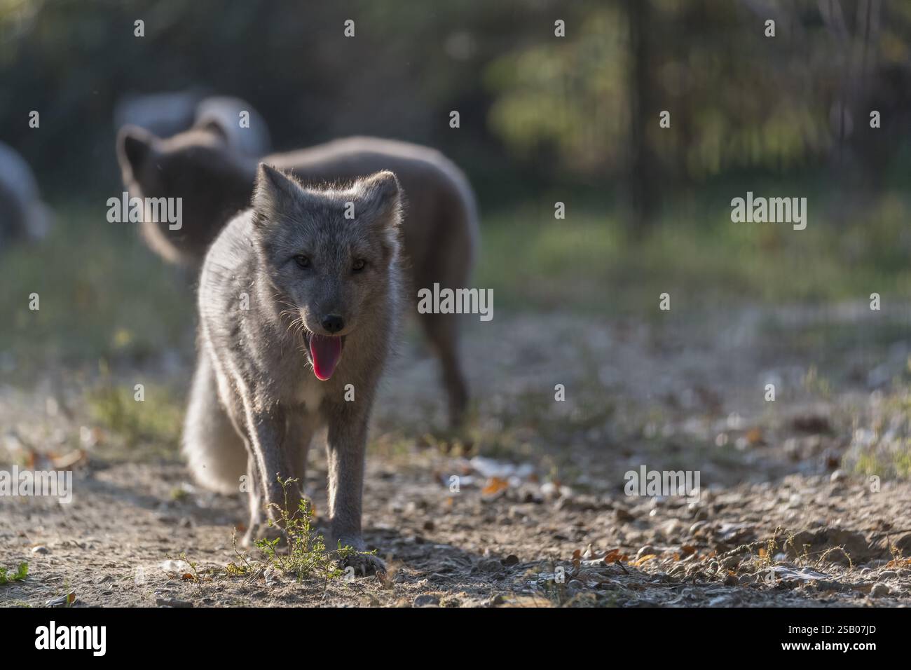 Ein junger Polarfuchs (Vulpes lagopus), (Weißfuchs, Polarfuchs oder Schneepuchs), der an einem sonnigen Tag bei Hinterleuchtung auf die Kamera zuläuft. Andere Stockfoto
