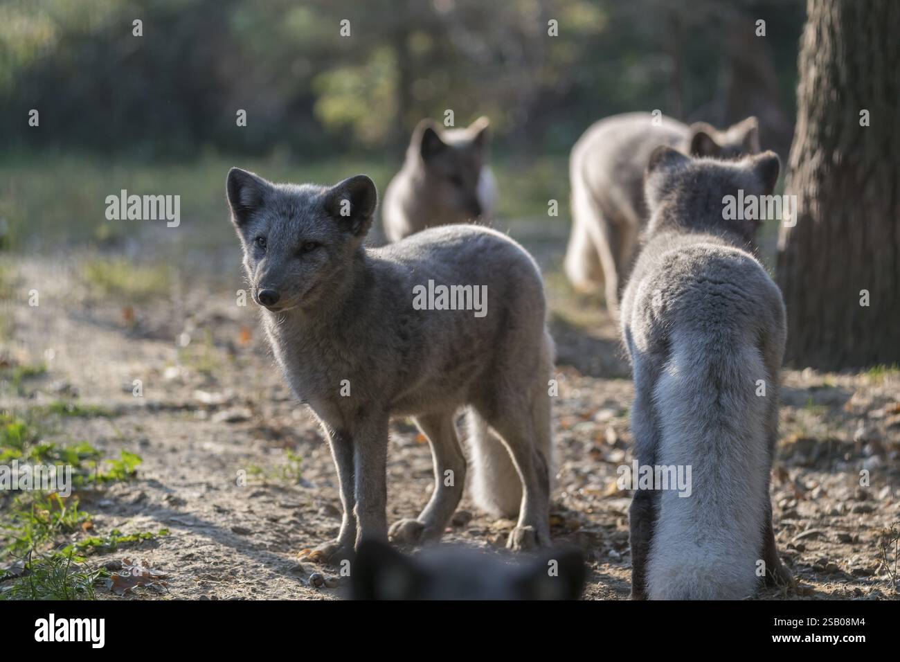 Ein junger Polarfuchs (Vulpes lagopus), (Weißfuchs, Polarfuchs oder Schneepuchs) steht an einem sonnigen Tag seitlich zur Kamera bei Hinterleuchtung. Einige OT Stockfoto
