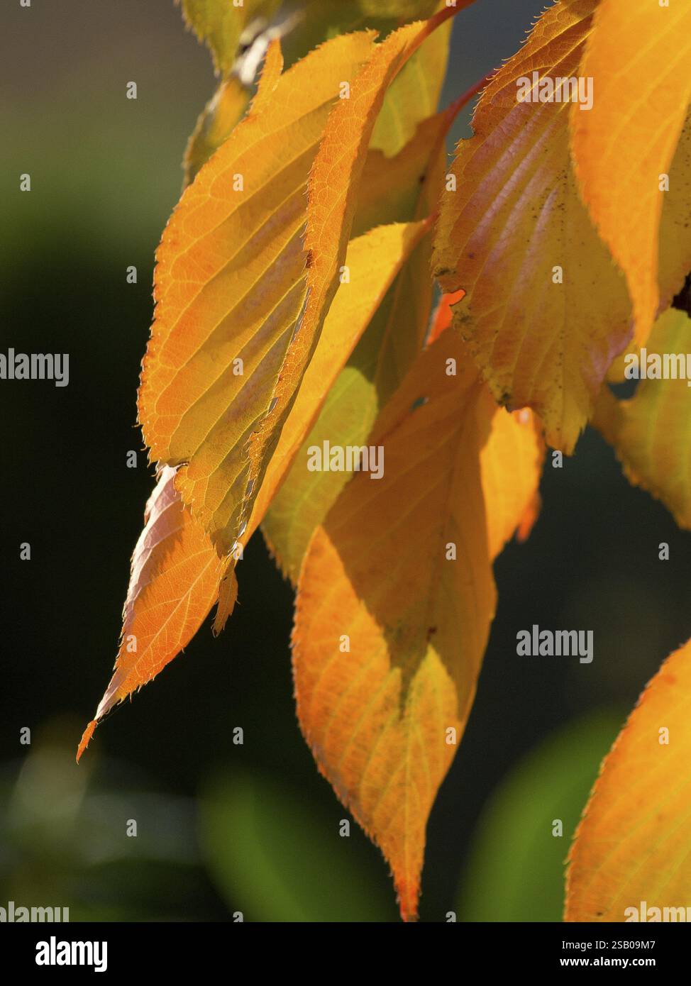 Gruppe von orangefarbenen Herbstblättern in der Sonne, Borken, westfalen, deutschland Stockfoto