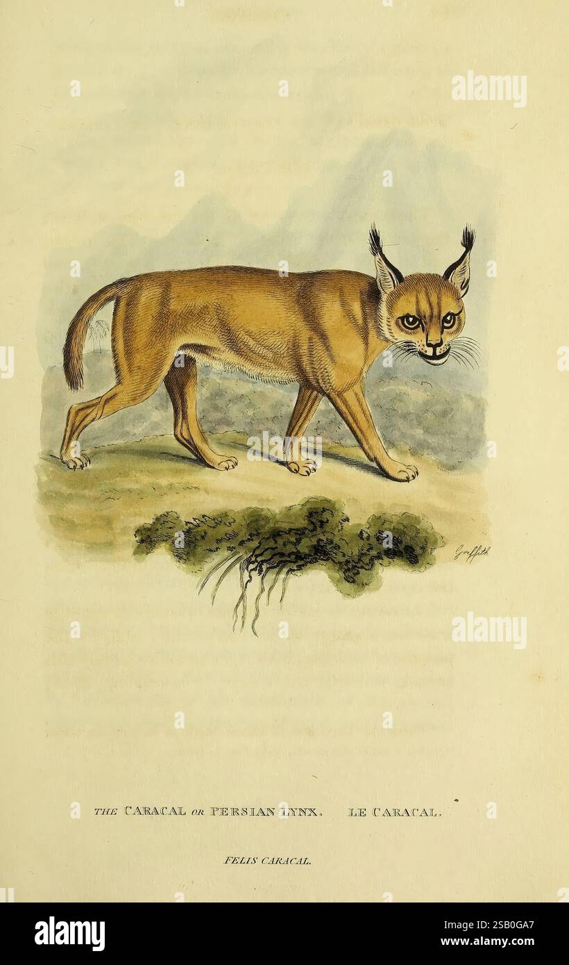 General Specific Descriptions Vertebrated Animals London druckte Baldwin Cradock Joy MDCCCXXI 1821 Carnivora Pictorial Works, Eine detaillierte Darstellung eines Karakals, die seine Besonderheiten zeigt. Das Tier wird mit einem schlanken, muskulösen Körper dargestellt, der mit einem gelbbraunen Fell bedeckt ist, der von aufrechten, getufteten Ohren hervorgehoben wird. Seine großen, ausdrucksstarken Augen tragen zu einem intensiven Blick bei. Der Hintergrund weist auf einen natürlichen Lebensraum mit weichem, hügeligem Gelände und Anklängen von Vegetation hin. Die Unterschrift darunter identifiziert den Karakal, auch als persischer Luchs bezeichnet, und enthält den wissenschaftlichen Namen Fe Stockfoto