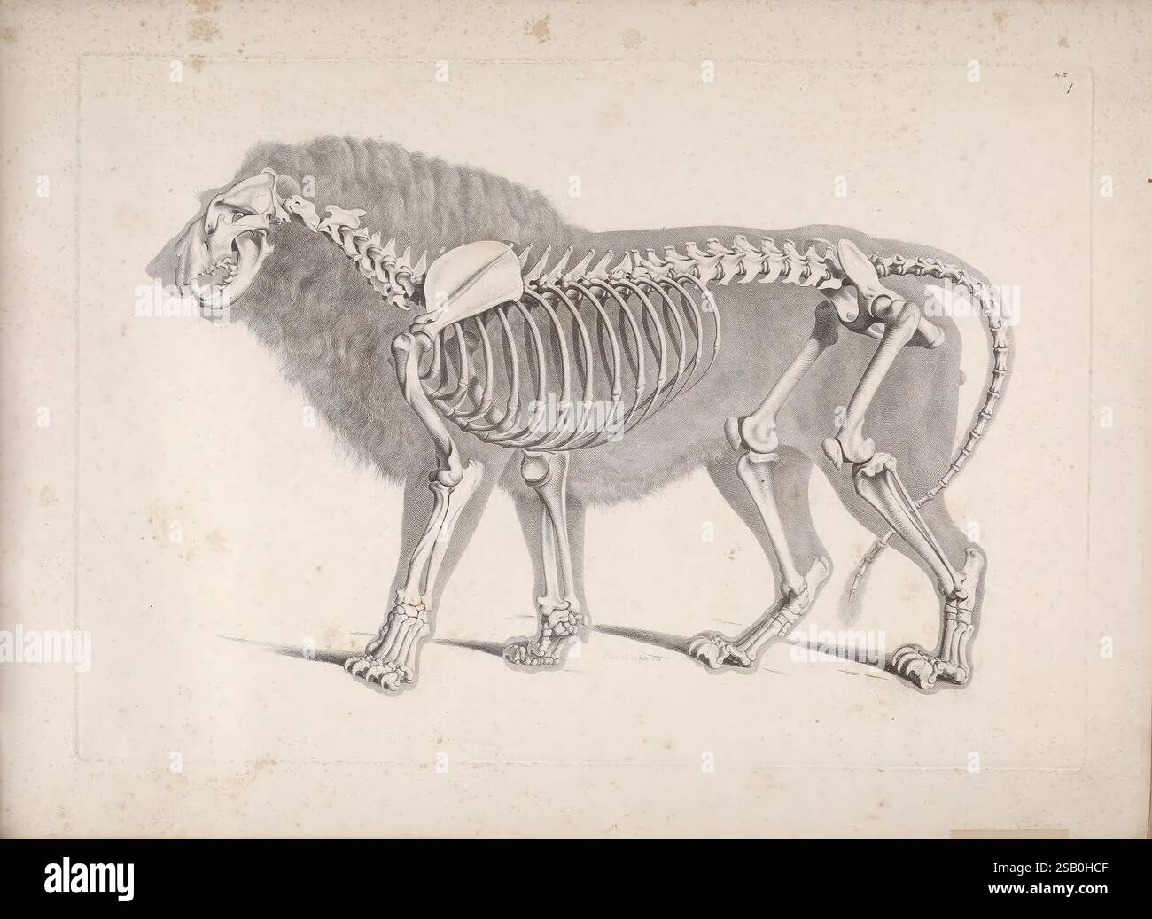 Die vergleichende Osteologie Bonn in Commission bei Eduard Weber 1821-1838 Anatomy Comparative Skelett Page Rights Halloween Panthera leo Lion zeigt die Abbildung eine detaillierte anatomische Darstellung eines Löwen, die seine Skelettstruktur sowie eine realistische Darstellung seiner muskulären Form zeigt. Der Löwe wird in einer lateralen Ansicht dargestellt, was einen klaren Vergleich zwischen den Knochen und der Umrisse seines Körpers ermöglicht. Der Schädel ist an der Vorderseite deutlich sichtbar und zeigt scharfe Eckzähne, während Rippenkäfig und Wirbelsäule genau dargestellt werden, um die kraftvolle Konstruktion des Löwen hervorzuheben. Stockfoto