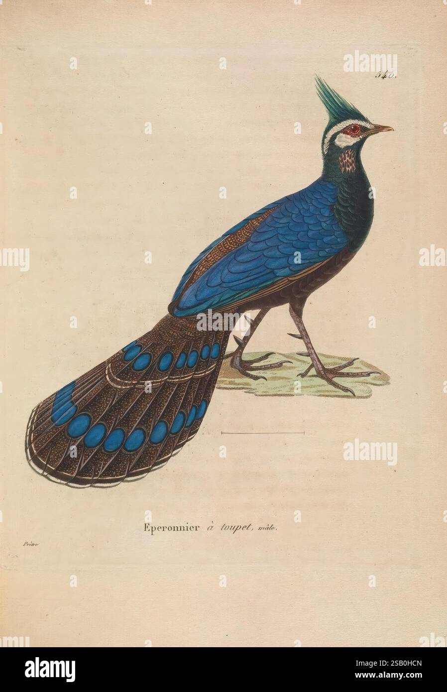 Nouveau recueil de planches coloriées d'oiseaux, A Straßburg, Chez Legras Imbert et Comp, 1838, Vögel, Bildwerke, Jean Gabriel Pretre, ein aufwändig illustrierter Pfau steht elegant und zeigt sein lebendiges Gefieder. Der Vogel hat eine markante türkisblaue und blaue Färbung, die durch schillerndes Grün und sattes Braun hervorgehoben wird. Der lange Schwanz-Ventilator ist mit markanten augenähnlichen Mustern verziert, was sein majestätisches Aussehen unterstreicht. Der Kopf des Pfaus ist mit einem einzigartigen Wappen gekrönt, das zu seinem königlichen Auftreten beiträgt. Das detaillierte Rendering erfasst die komplizierten Texturen und Farben der fea Stockfoto