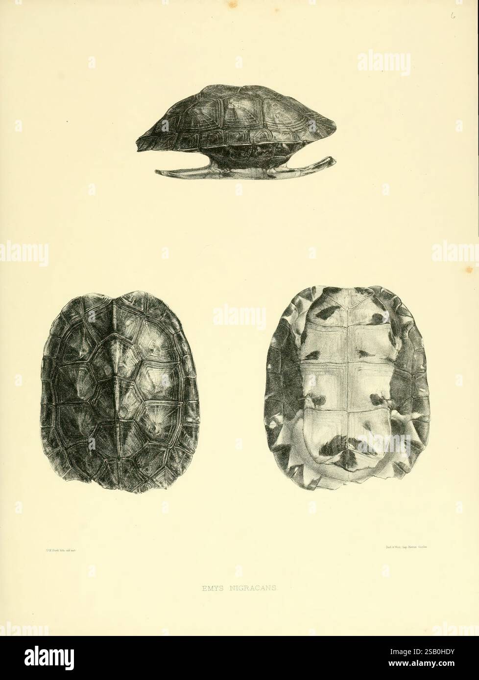 Katalog, von, Schild, Reptilien, in, die, Sammlung, von, die, Britisch, Museum, London, 1855-1872, England, London, Schildkröten, Reptilien, Krokodile, Testudinidae, Amphisbaenia, Kataloge, und, Sammlungen, Chelonia, Gattung, diese Abbildung zeigt drei detaillierte Ansichten einer Schildkrötenschale, die ihre spezifischen anatomischen Merkmale veranschaulichen. Die Draufsicht zeigt die glatte, gewölbte Oberschale, die als Panzerwagen bekannt ist und sich durch ihre abgerundete Form und komplizierte Muster auszeichnet. Das Seitenprofil betont die Krümmung der Schale und betont das stromlinienförmige Design. In der unteren Ansicht wird der Plastron oder niedrig angezeigt Stockfoto