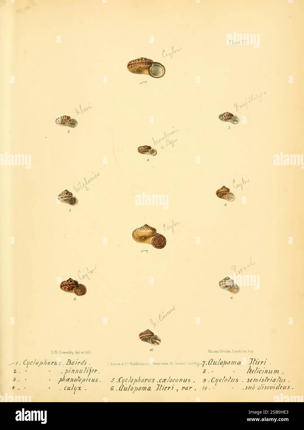 Conchologia indica, London, 1870-1876, Shells, Indien, die Abbildung zeigt verschiedene Arten von Muscheln, die sorgfältig angeordnet und als Referenz gekennzeichnet sind. Auf der Spitze sind mehrere verschiedene Arten des Cyclophorus ausgestellt, die ihre einzigartigen Formen und Muster zeigen. Unter ihnen ist die Aulacopoma-Art hervorgehoben, die sich durch ihre glatte Oberfläche auszeichnet. Die Zählung enthält spezifische Namen und Details für jede Sorte, die die Vielfalt dieser Gastropoden betonen. Diese lehrreiche Darstellung dient dazu, diese faszinierenden Kreaturen zu identifizieren und zu kategorisieren und die hervorzuheben Stockfoto