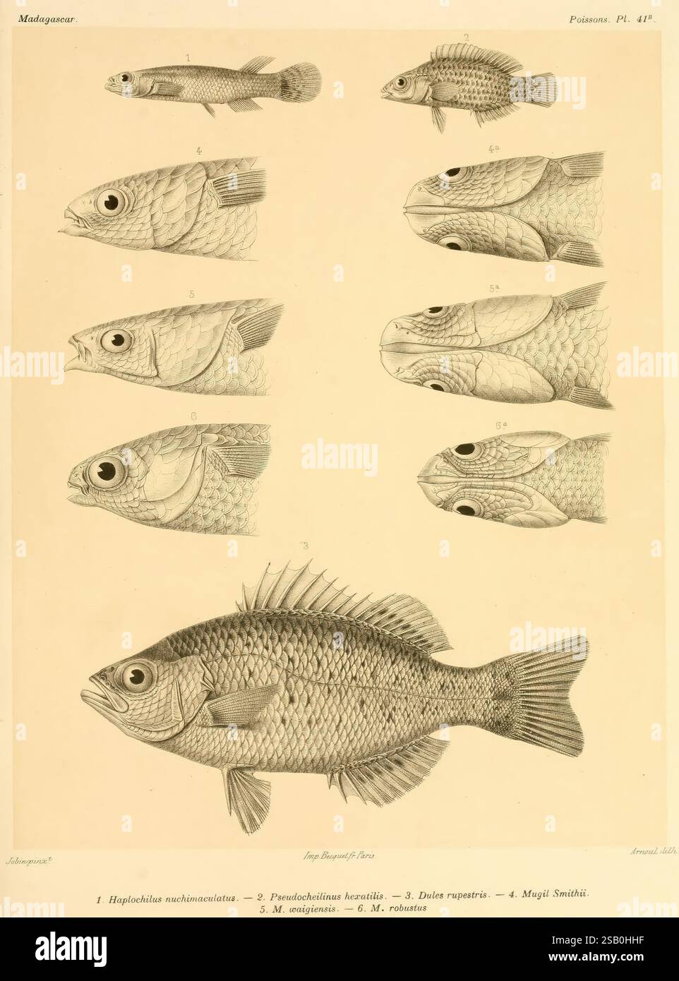 Histoire physique, naturelle, et politique de Madagascar, Paris, impr. nationale, 1885-, Karten, Naturgeschichte, Schmetterlinge, Madagaskar, Beschreibung und Reise, Eine Sammlung detaillierter Illustrationen, die eine Vielzahl von Fischarten aus Madagaskar zeigen. Jede Probe wird mit präzisen anatomischen Merkmalen dargestellt, die wichtige Merkmale wie Flossen, Skalen und Körperformen kennzeichnen. Zu den dargestellten Arten gehören Haplochromis machochromis, Paretroplus maculatus und andere, die ihre einzigartigen morphologischen Merkmale hervorheben. Die sorgfältige Anordnung und der künstlerische Stil unterstreichen die Vielfalt von A Stockfoto