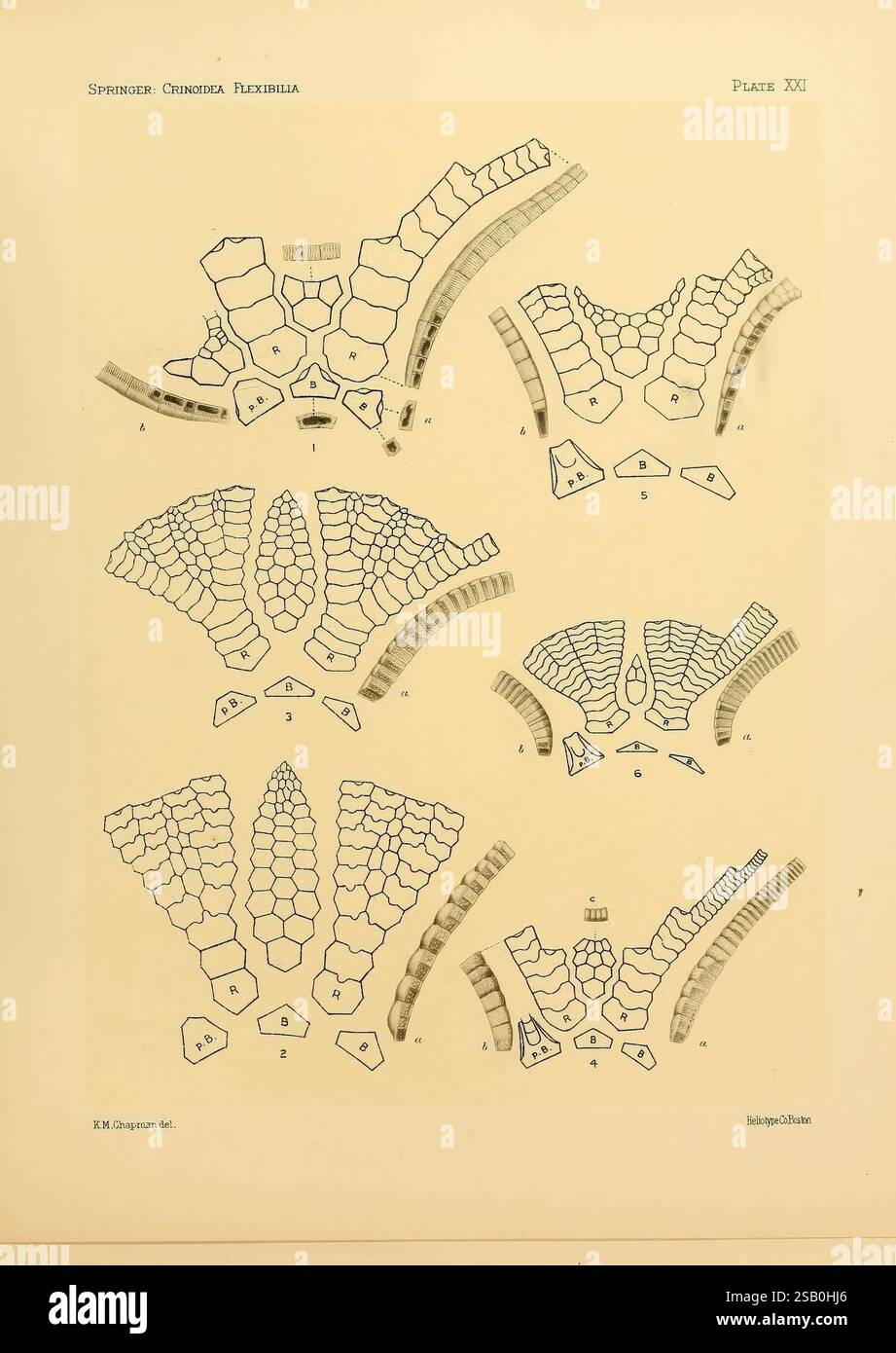 Die Crinoidea flexibilia, Washington D. C, 1920, Crinoidea Fossil, diese Abbildung zeigt eine Reihe detaillierter anatomischer Diagramme, die die Struktur von *Crinoidea Flexibilia* darstellen und verschiedene Aspekte ihrer Morphologie darstellen. Jeder beschriftete Abschnitt gibt Einblicke in die Besonderheiten des Organismus und veranschaulicht die Anordnung der Platten und die Segmentierung seines Körpers. Die Diagramme zeigen die komplizierten Skelettmuster und die einzigartigen Formationen des Krinoides, was zum Verständnis seiner biologischen und evolutionären Bedeutung beiträgt. Das Layout ist systematisch organisiert Stockfoto