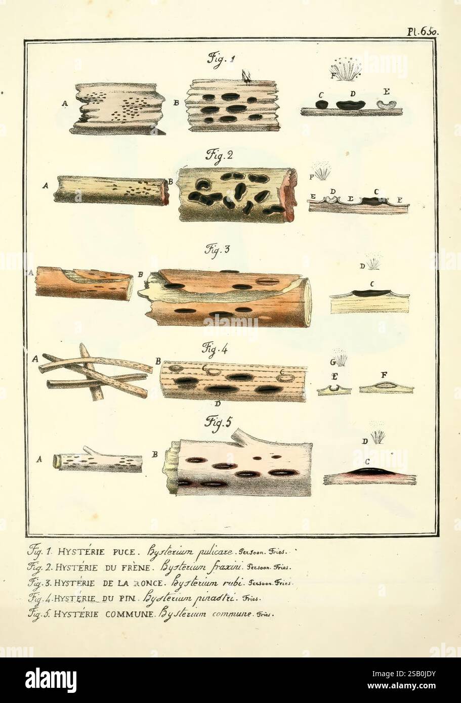 Figuren des Champignons Servant de supplément aux Planches de Bulliard Paris Meilhac 1839-1842 Frankreich Pilze die Bilder des New York Botanical Garden, diese Illustration zeigt eine Sammlung wissenschaftlicher Darstellungen von verschiedenen holzbohrenden Insekten und deren Auswirkungen auf verschiedene Holzarten. Jede Figur ist beschriftet und zeigt verschiedene Eigenschaften der Insekten und ihrer Tunnel, wobei Details wie Größe und Form der Bohrungen und das physische Aussehen des betroffenen Holzes dargestellt werden. Die Labels unter jeder Abbildung enthalten wissenschaftliche Namen und Beschreibungen, die dazu beitragen Stockfoto