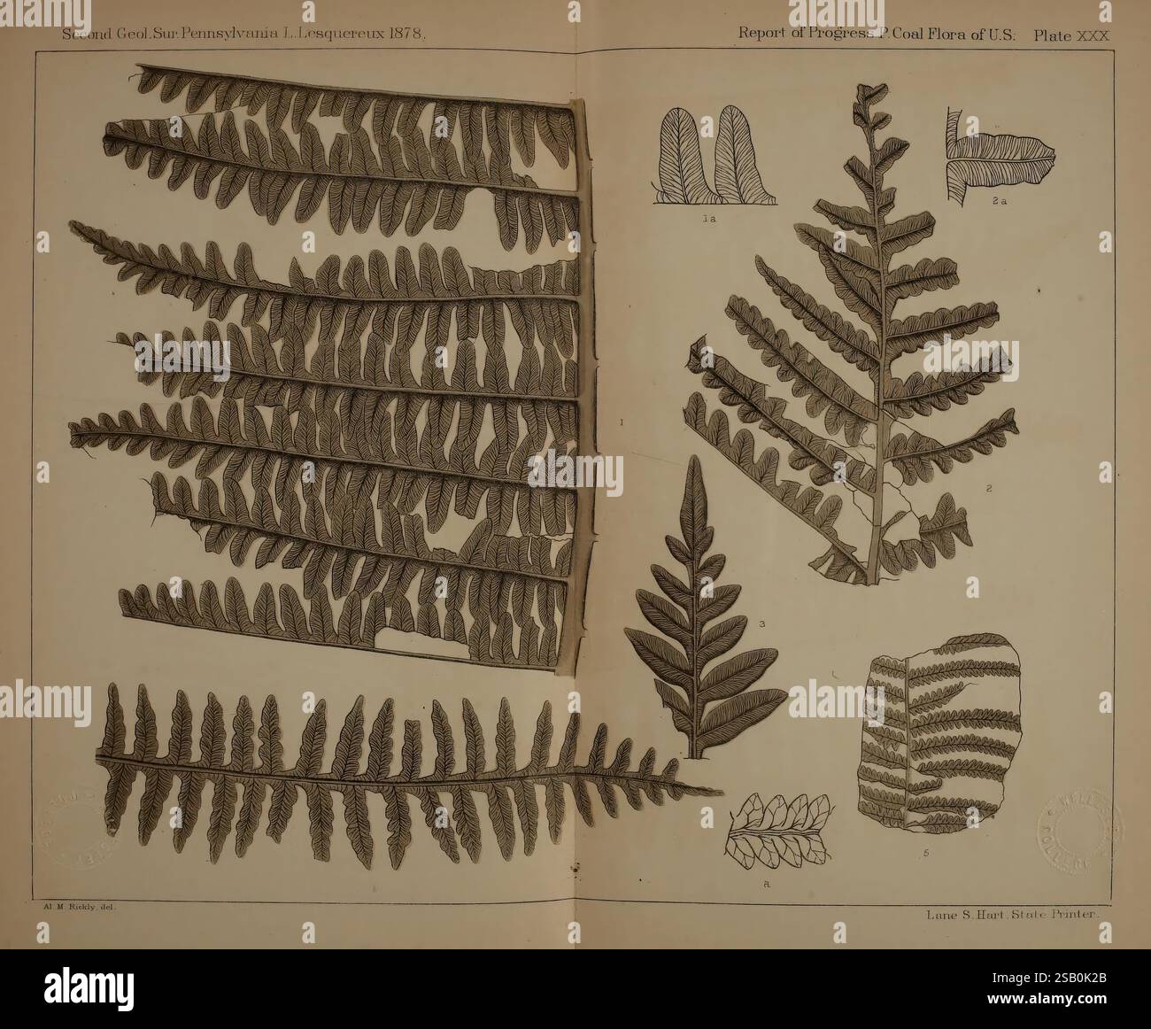 Beschreibung der Kohleflora der Karbonformation in Pennsylvania und in den Vereinigten Staaten Harrisburg, Board of Commissioners for the Second Geological Survey, 1879-84 Plants, Pennsylvania, Botanik, Fossils, Karbon, Paläobotanik, fossile Geschichten, die Illustration zeigt verschiedene Farnarten, die ihre komplexen Blattstrukturen und Muster zeigen. Jeder Farn wird akribisch gerendert und hebt die einzigartigen Formen und Texturen der Wedel hervor. Das Bild enthält detaillierte Etiketten für bestimmte Teile, wie z. B. Broschüren und Stiele, die Einblicke in die botanische Chara geben Stockfoto