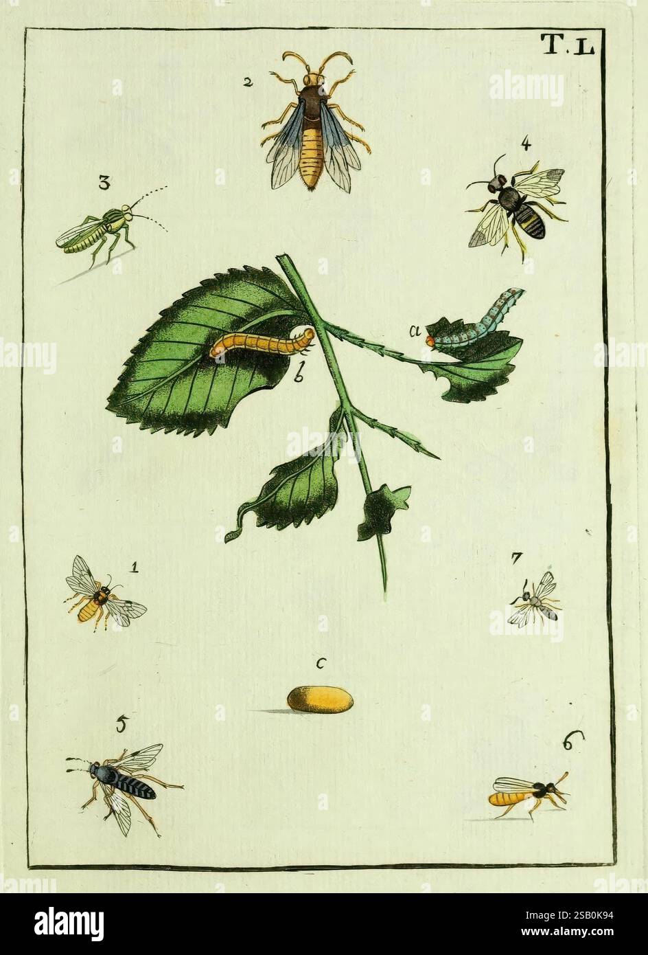 Naturgeschichte, Klassifikation und Nomenclatur der Insekten vom Bienen, Wespen und Ameisengeschlecht, Frankfurt am Main, in der Hermannischen Buchhandlung,1791, Klassifikation, Ohrenarbeiten, Hymenoptera, Insekten, Bildwerke., Eine botanische Illustration zeigt ein Blatt mit mehreren Insekten, die in Bezug darauf dargestellt werden. In der Mitte ist eine detaillierte Abbildung eines grünen Blattes mit verschiedenen Phasen des Insektenlebens dargestellt. (1) auf dem Blatt ist ein langgestrecktes Insekt zu sehen. 2. Ein gelbes Insekt mit langen Antennen thront in der Nähe. 3. Aus der Unterseite des Blattes tritt eine kleine grüne Larve hervor. 4. Stockfoto