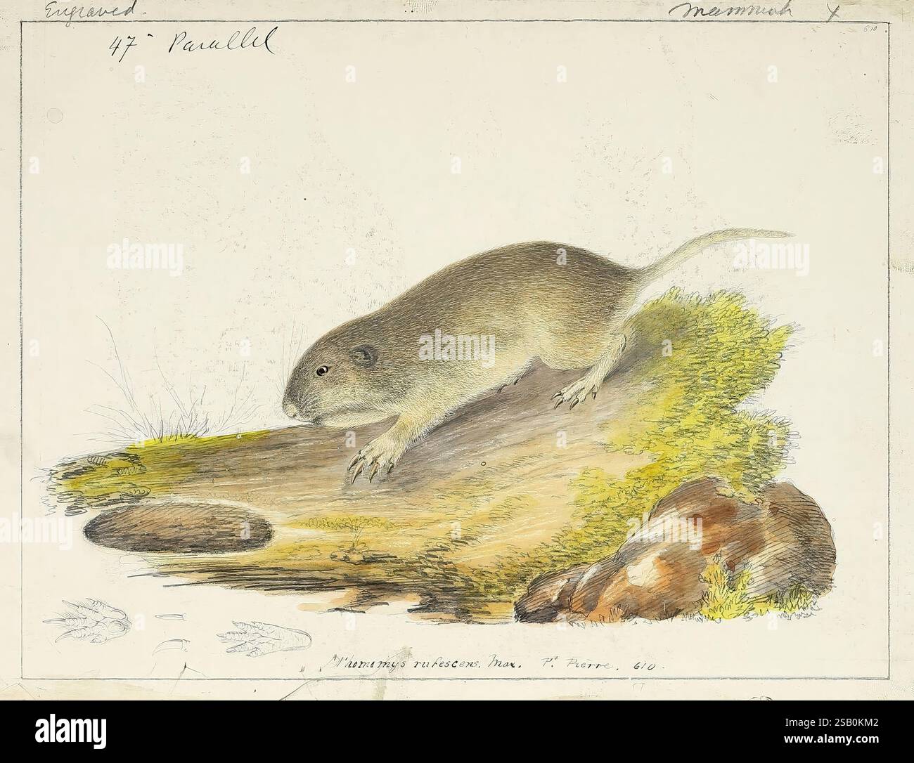 Katalog, nordamerikanische Säugetiere, mit Zeichnungen und Nachweis von Schildern [1856?], Säugetiere, Naturgeschichte, Nordamerika, Bildwerke, Thomomys rufescens, Gopher, Eine detaillierte Abbildung zeigt ein kleines Säugetier, möglicherweise eine Art Nagetier, das in einer natürlichen Umgebung verwickelt ist. Die Kreatur verfügt über einen schlanken Körper mit feinem Fell, einen leicht abgerundeten Kopf und markante Barthaare. Er haftet an der Seite eines strukturierten Baumstumpfes, was vielleicht auf seinen Lebensraum in einer Waldumgebung hinweist. Das Nagetier umgibt sanfte Grüntöne und Erdtöne, die auf eine Fülle von Moos und Laub hinweisen. Stockfoto