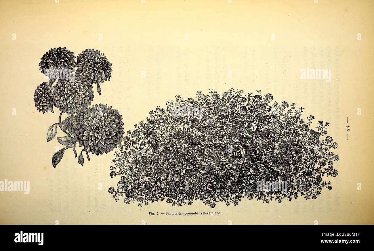 Belgique horticole. Lüttich, Botanik, Gartenbau, Zeitschriften, Pflanzen Stockfoto