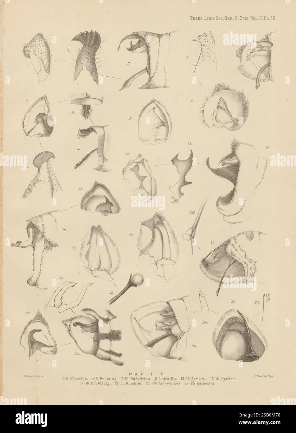 Transaktionen der Linnean Society of London, London, The Society, 1879, Gelernte Institutionen und Gesellschaften, Naturgeschichte, Periodika, Zoologie, diese Illustration zeigt eine detaillierte Untersuchung der anatomischen Merkmale verschiedener Arten innerhalb der Gattung Papilio, allgemein bekannt als Schwalbenschwanzfalter. Das Arrangement umfasst mehrere nummerierte Figuren, die eine Vielzahl morphologischer Strukturen wie Mundteile, Flügel und Fortpflanzungsorgane zeigen. Jede Abbildung zeigt spezifische Merkmale auf, die möglicherweise zur taxonomischen Identifizierung und biologischen Forschung beitragen. Die akribische Deta Stockfoto