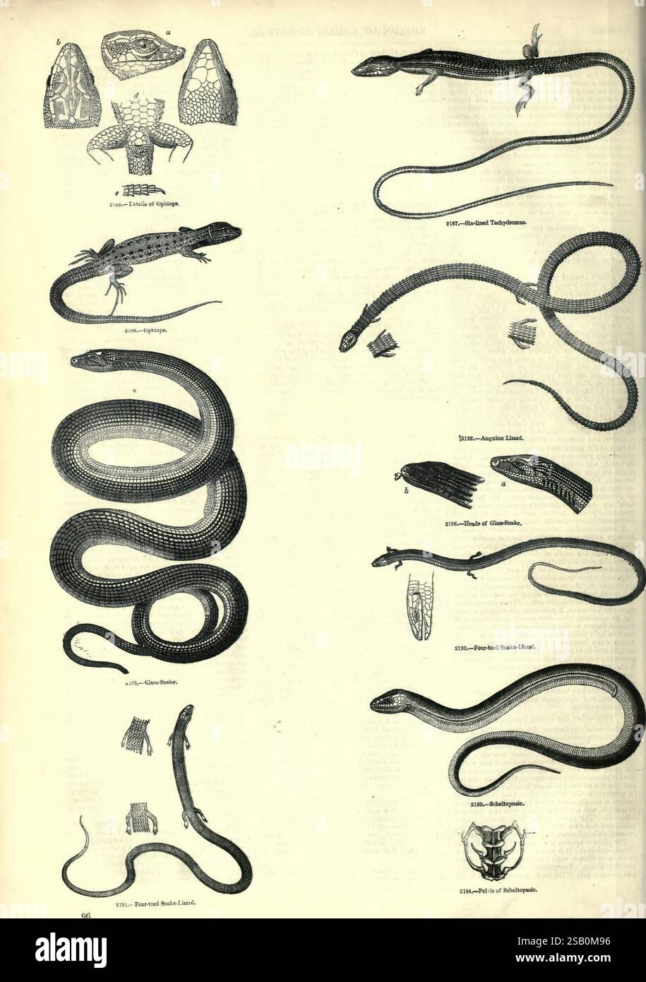 Das, bildliche, Museum, von, animiert, Nature, London, C. Cox, [1844?], Zoologie, Bilder, Werke Stockfoto