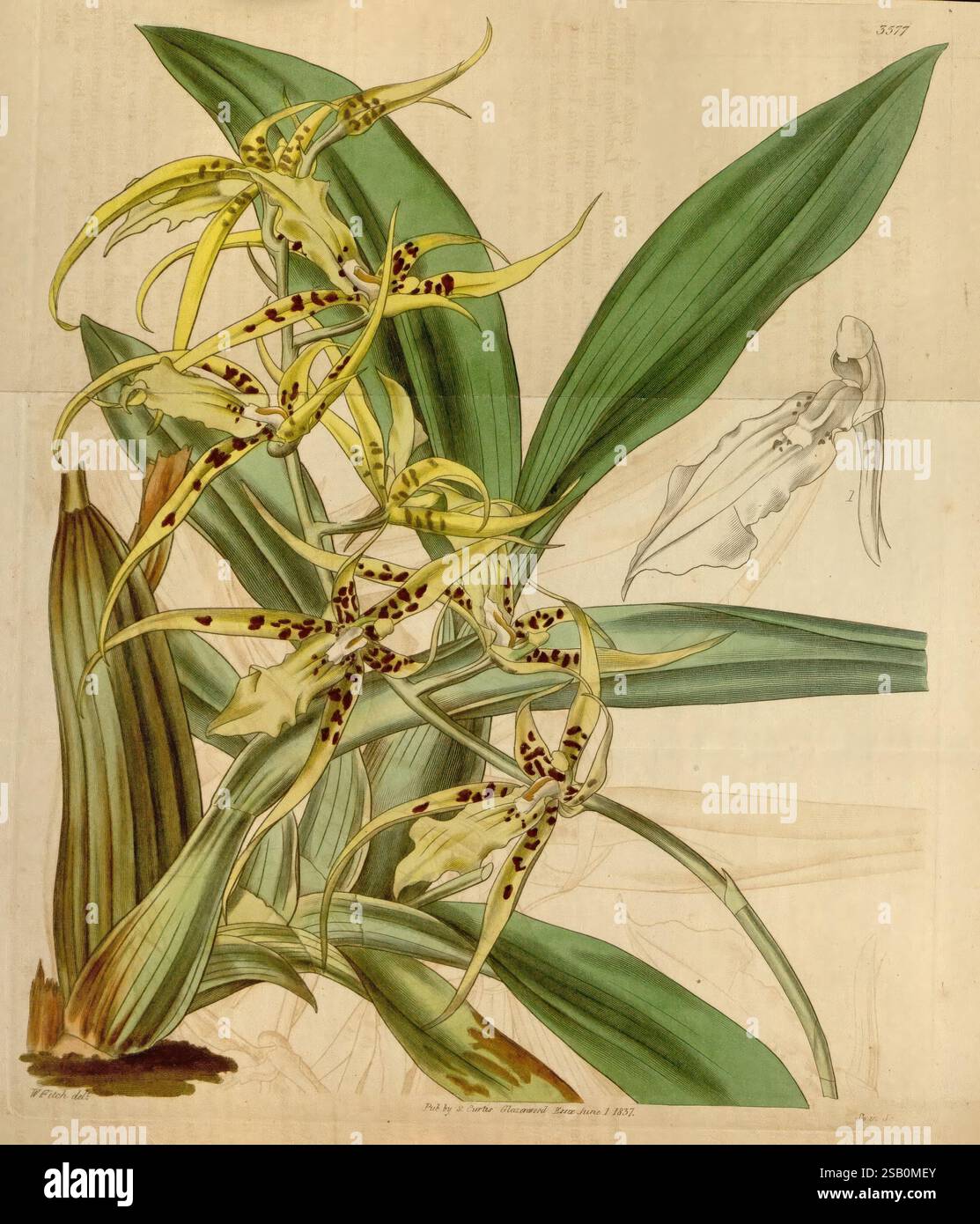 Curtis's Botanical Magazine London New York usw. Botanische Illustration Botanik Zeitschriften Pictorial Works Plants Ornamental Curtis, eine komplizierte Illustration einer lebendigen Orchideenart, zeigt ihre langen, bogenförmigen Blätter und ihre markante florale Struktur. Die Blüten sind mit zarten Mustern in Gelb und Braun verziert, mit langen, schlanken Blüten, die ein ätherisches Aussehen schaffen. Im Hintergrund deutet eine schwache Kontur einer Figur auf eine Verbindung zur natürlichen Welt hin, was möglicherweise auf die Größe der Pflanze oder eine künstlerische Interpretation ihres Bestäubers hindeutet. Diese botanische Darstellung Stockfoto