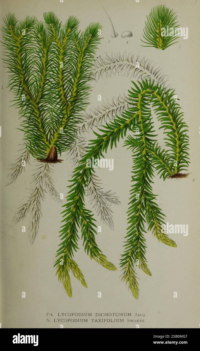 Belgique Horticole Lüttich Botanik Gartenbauzeitschriften Pflanzen Stockfoto