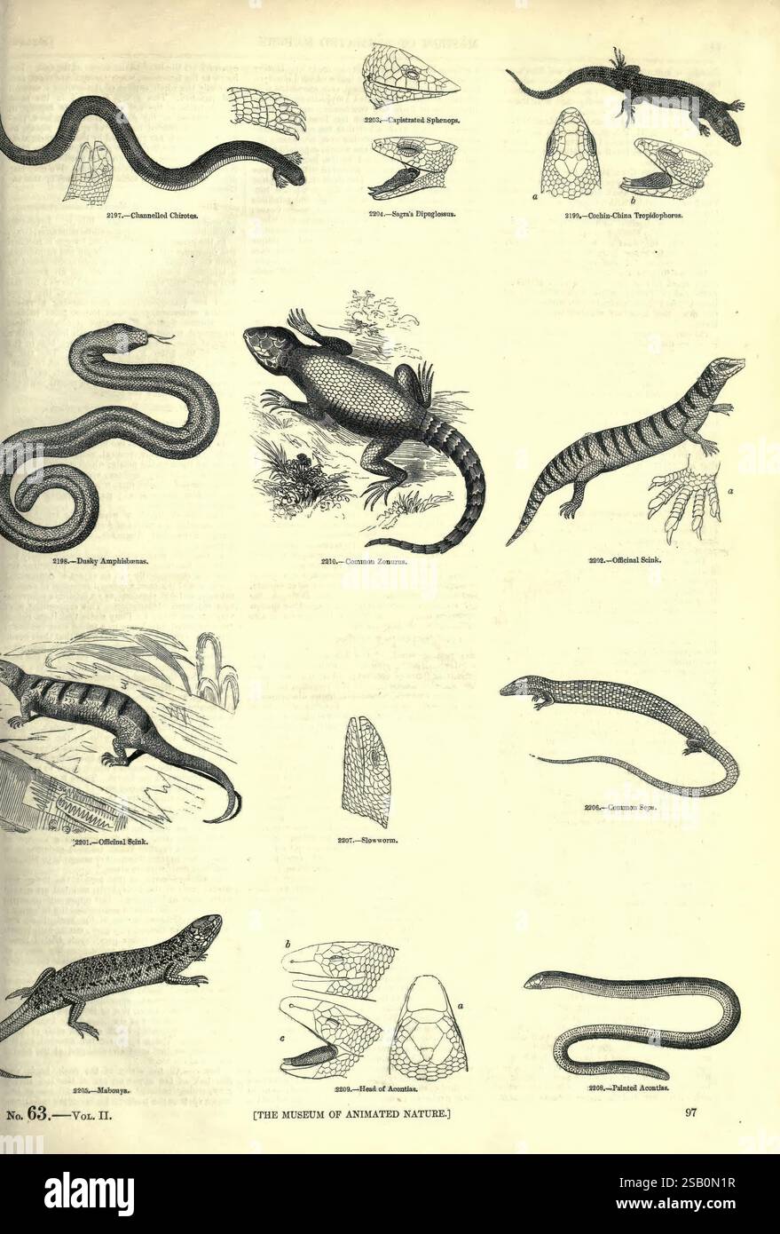 Das, Bild, Museum, von, animiert, Nature, London, C. Cox, 1844, Zoologie, Bilder, Werke Stockfoto