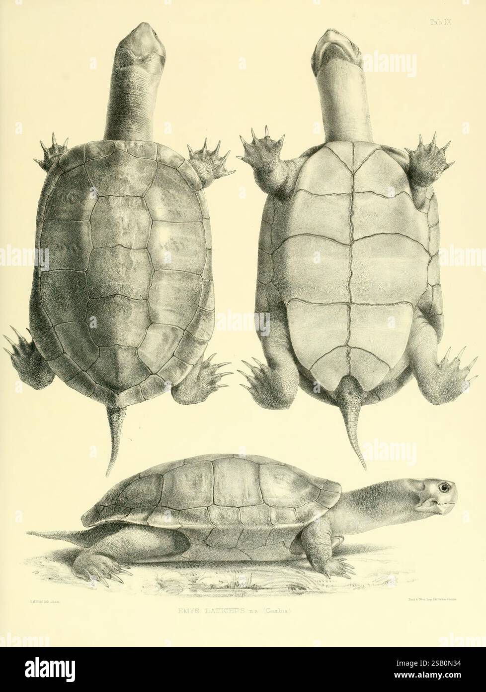 Katalog der Schildreptilien in der Sammlung des British Museum, London, 1855-1872, England, London, Schildkröten, Reptilien, Krokodile, Testudiniden, Amphisbaenie, die Abbildung zeigt drei verschiedene Ansichten einer Schildkröte. Die beiden oberen Darstellungen zeigen die Schildkröte aus der dorsalen Perspektive und zeigen ihre stromlinienförmige Schale und die detaillierten Scutes. Die untere Ansicht zeigt die Schildkröte aus einer lateralen Perspektive und betont ihren verlängerten Hals und einzigartige Gesichtszüge. Jede Ansicht veranschaulicht die komplizierten Texturen der Schale und die anatomische Subtilität, wodurch eine Gesamtdarstellung entsteht Stockfoto