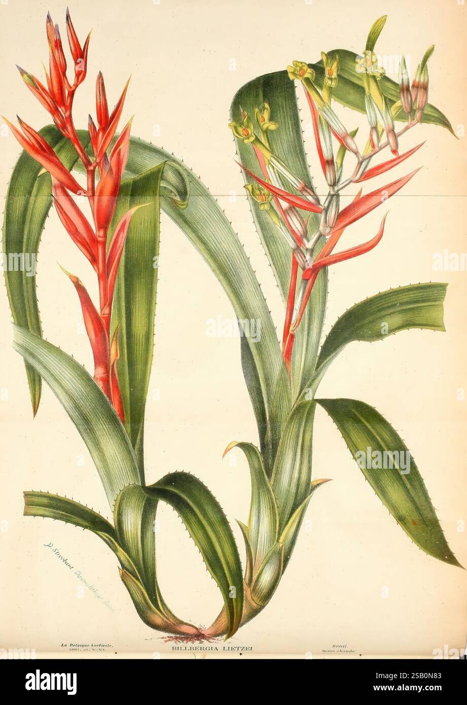 Belgique horticole, Lüttich, Botanik, Gartenbau, Zeitschriften, Pflanzen Stockfoto