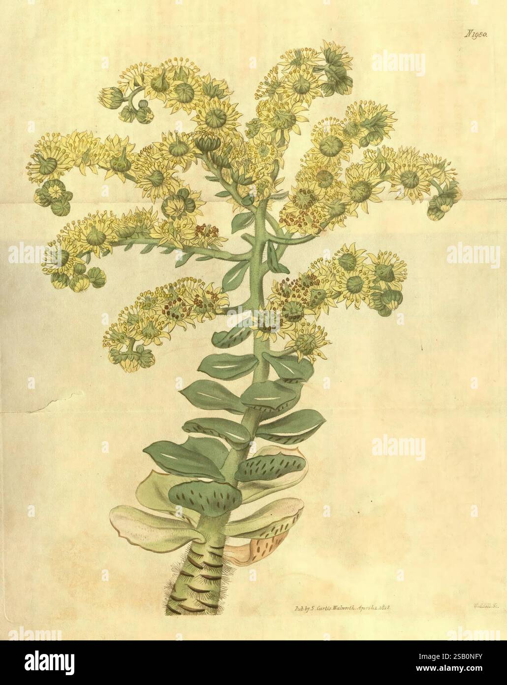 Curtis's Botanical Magazine London New York etc. Botanische Illustration Botanik Zeitschriften Bildwerke Pflanzen ornamental Curtis Sempervivum smithii Aeonium smithii Taxonomie: Family= Crassulaceae Kanarische Inseln Sukkulent Crassulaceae Inflorescence Saxifragales Stockfoto