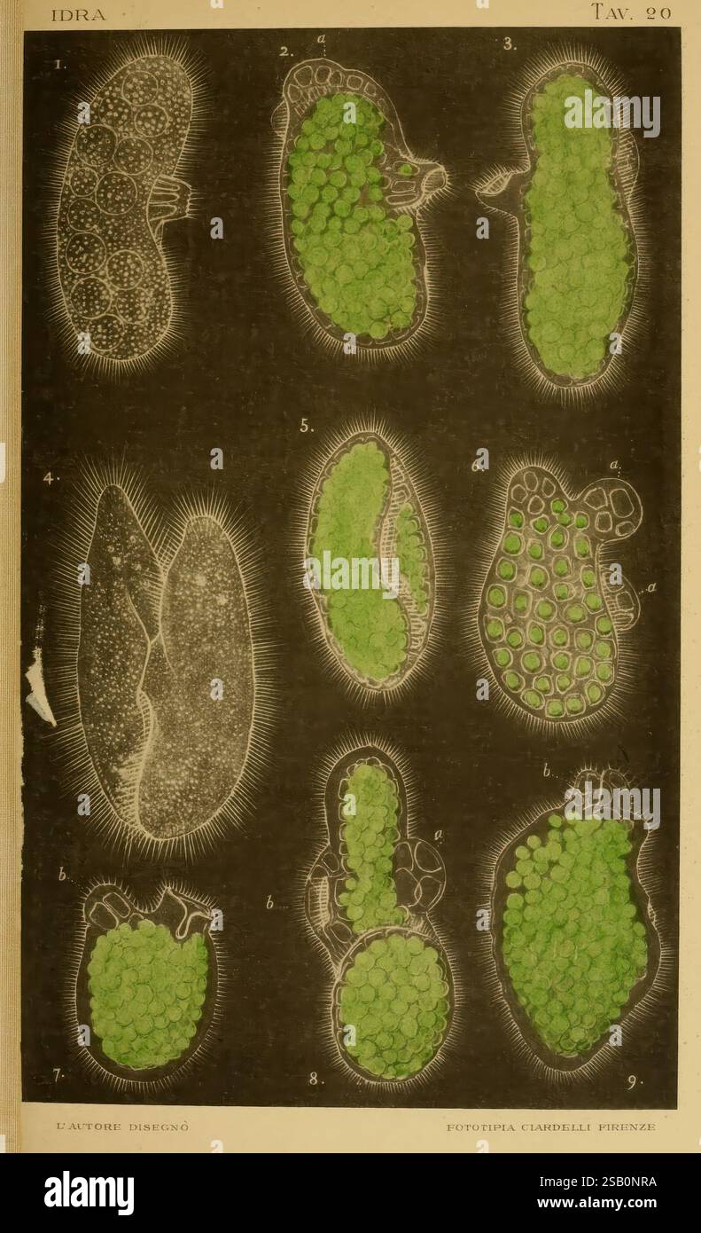 Landi 1895 infusoria protista museum -Fotos und -Bildmaterial in hoher ...
