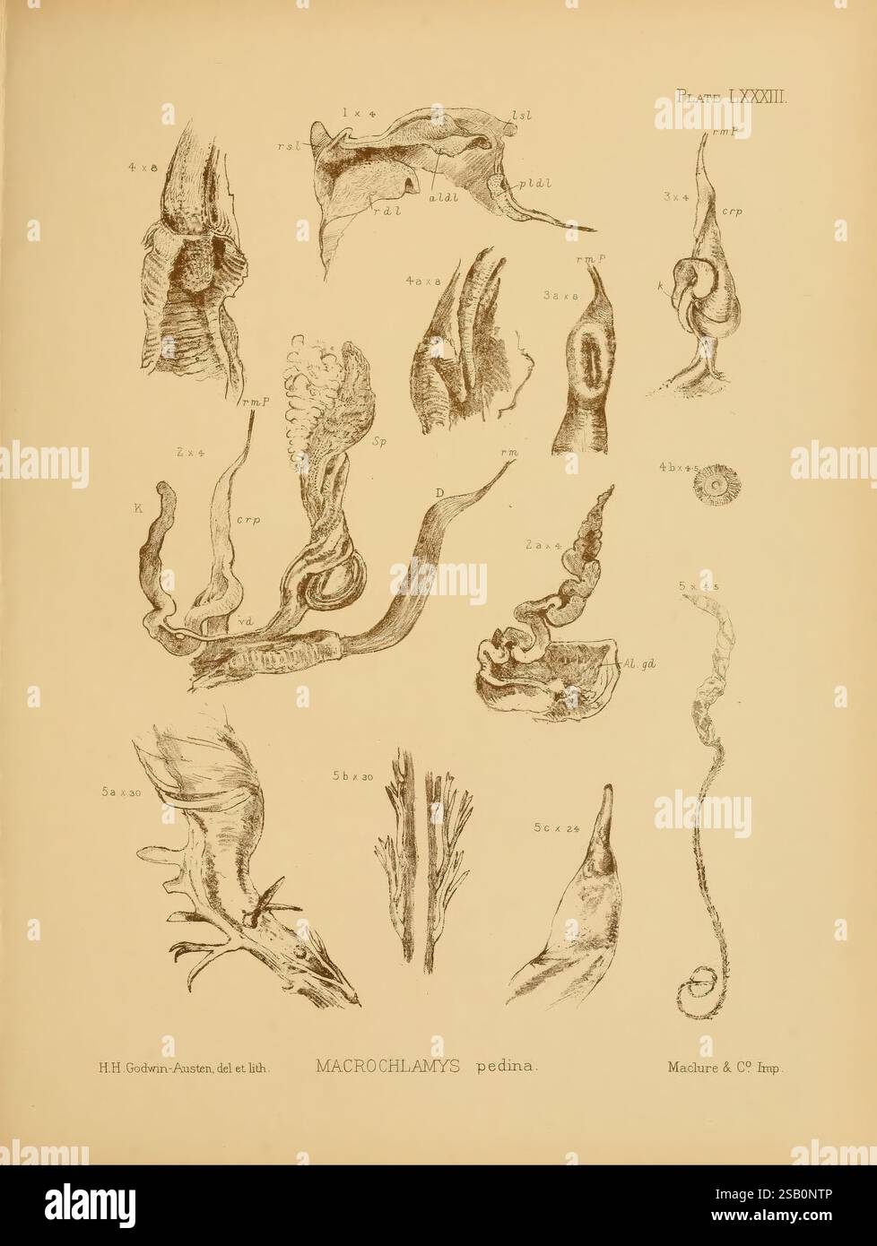 Land und Süßwasser, Mollusca, von, Indien, London, Taylor und Francis, 1882-, Asien, Indien, Weichtiere, Muscheln Stockfoto