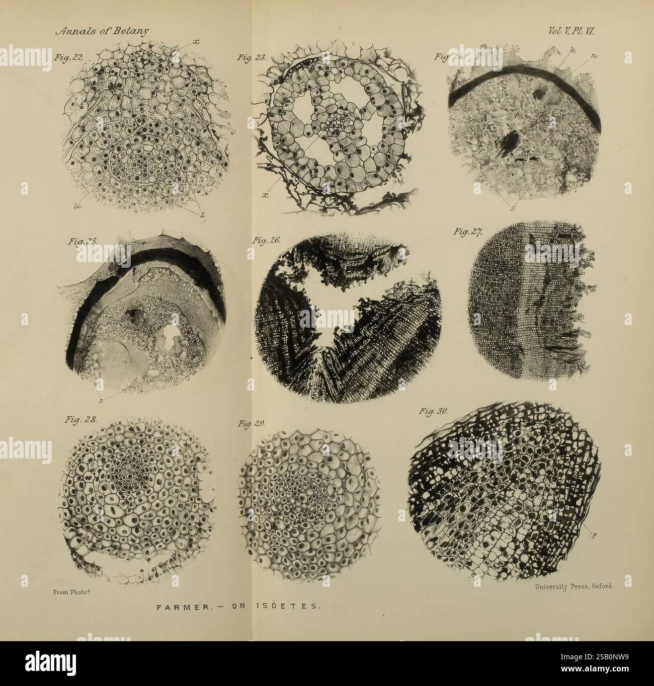 Annalen der Botanik, London, Botanik, Zeitschriften, Pflanzen, das Bild zeigt eine Reihe detaillierter wissenschaftlicher Illustrationen, die Querschnittsansichten verschiedener Pflanzenstrukturen darstellen. Diese Abbildungen sind nummeriert und beschriftet, entsprechend den Abbildungen einer botanischen Studie, wahrscheinlich aus einer Publikation über Pflanzenanatomie. Jedes Kreisdiagramm zeigt komplizierte Zellmuster und -Arrangements und zeigt die unterschiedlichen Texturen und Formen von Pflanzengewebe auf. Der Schwerpunkt scheint auf der zellulären Zusammensetzung und den Eigenschaften bestimmter Pflanzenteile wie Stämme oder Blätter zu liegen, wodurch die Zusammensetzung hervorgehoben wird Stockfoto