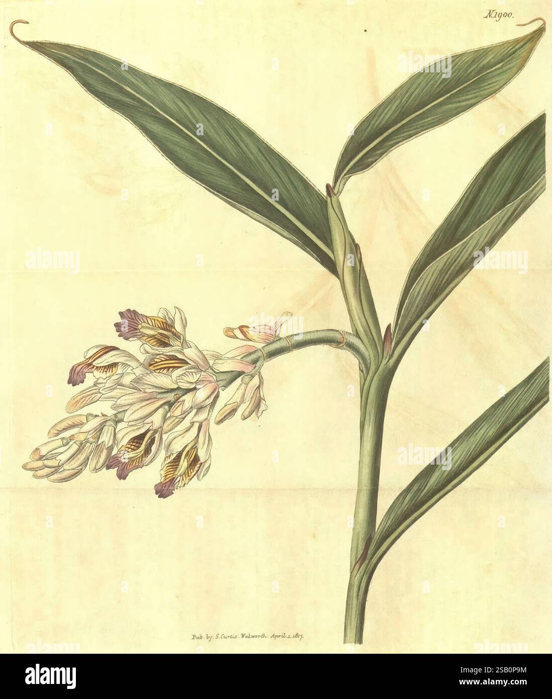 Curtis Botanical Magazine London New York etc. Botanische Illustration Botanik Zeitschriften Bildwerke Pflanzen Zierpflanzen Alpinia cernua Alpinia cernua Taxonomie: Family= Zingiberaceae East Indies Stockfoto